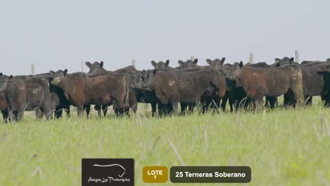 25 Terneras Negras Seleccionadas - Soberano