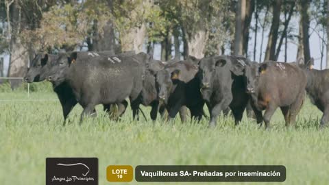 Vaquillonas SA- Preñadas por inseminación